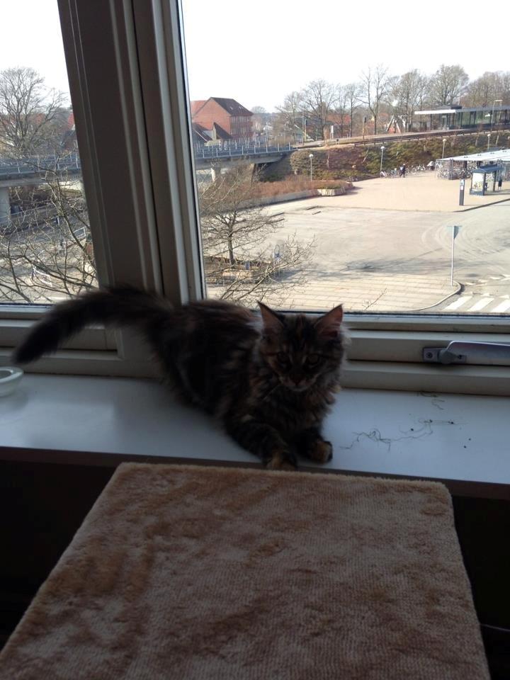 Maine Coon Nira - så fin :) billede 6