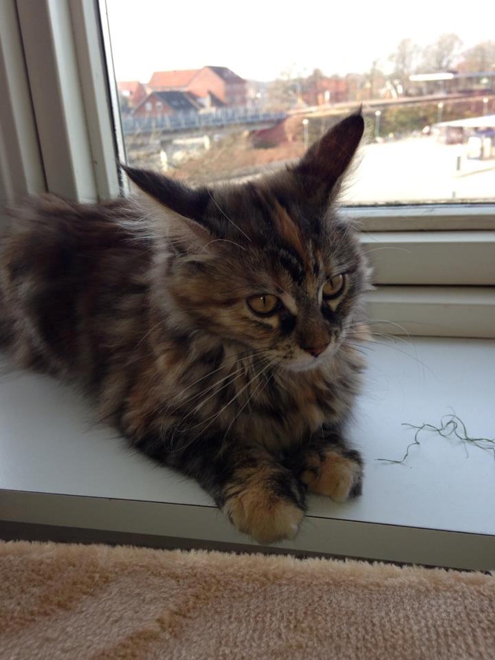 Maine Coon Nira billede 7