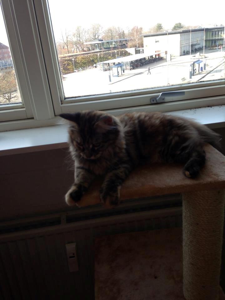 Maine Coon Nira billede 8