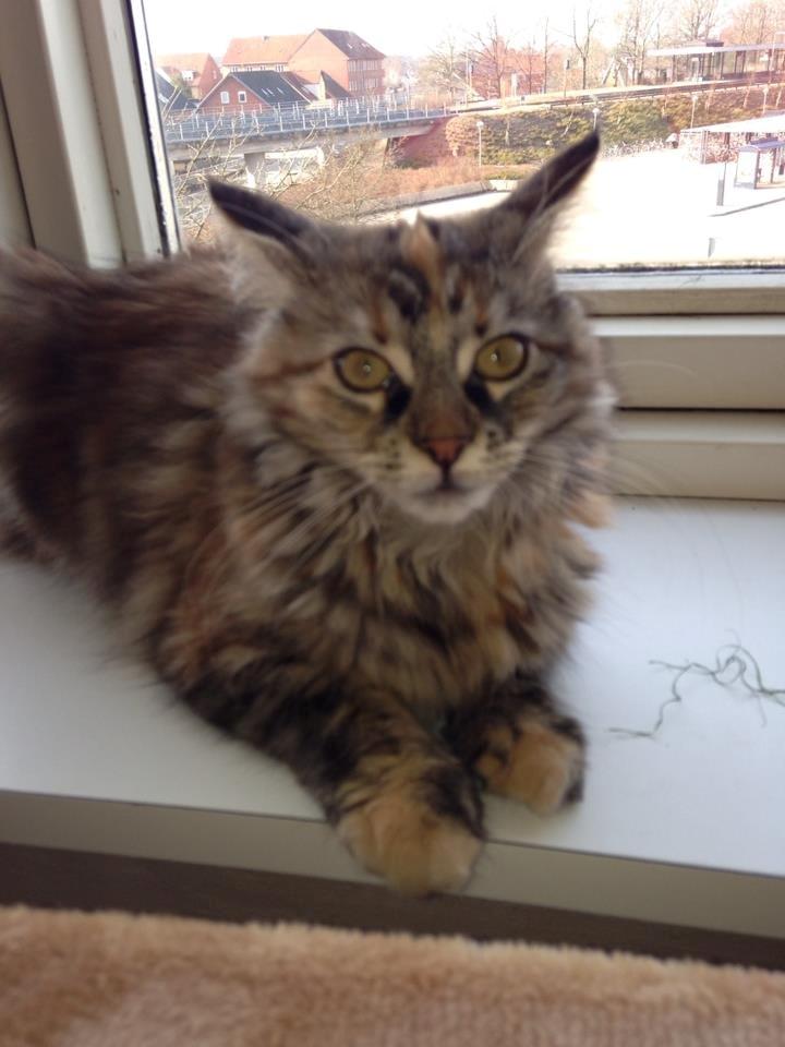 Maine Coon Nira billede 9