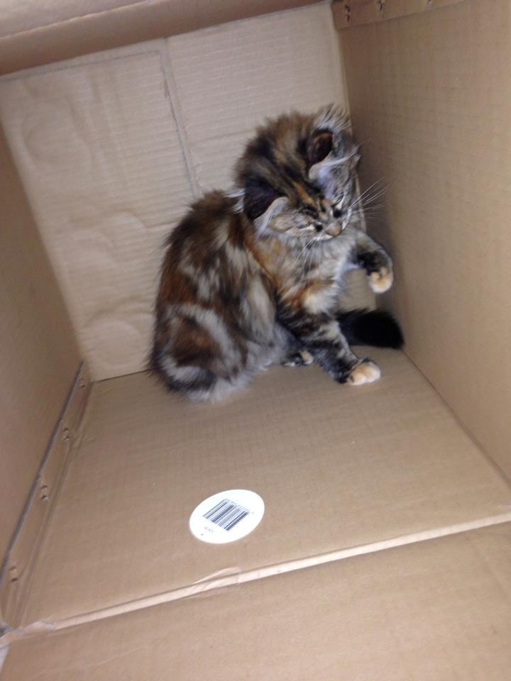 Maine Coon Nira billede 10