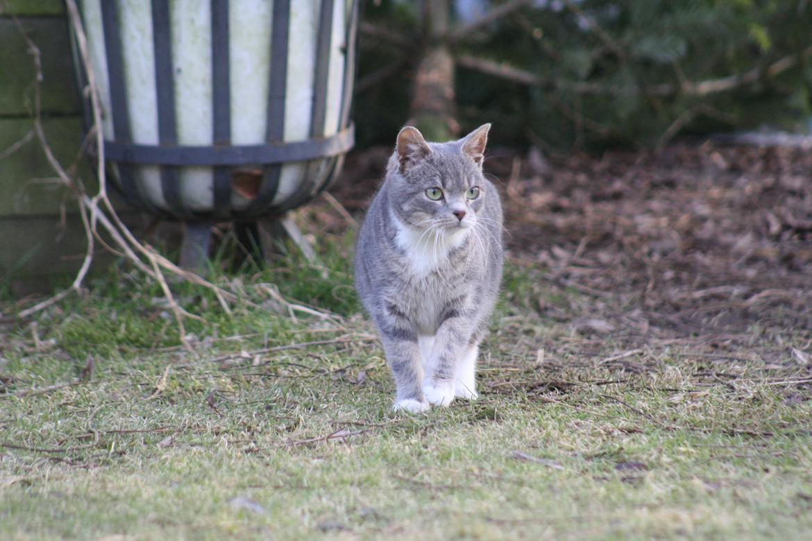 Huskat Lille Mis'mis billede 2