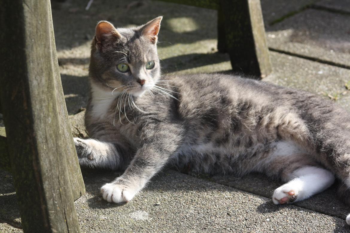 Huskat Lille Mis'mis billede 3