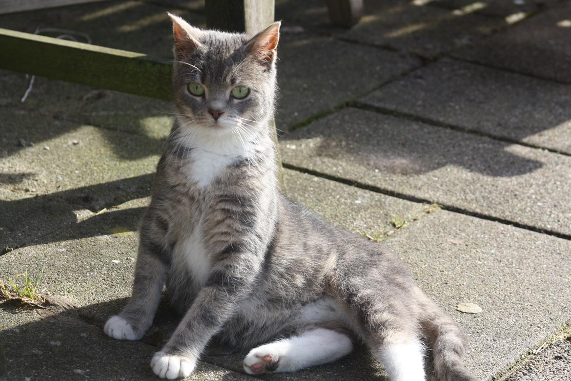 Huskat Lille Mis'mis billede 4
