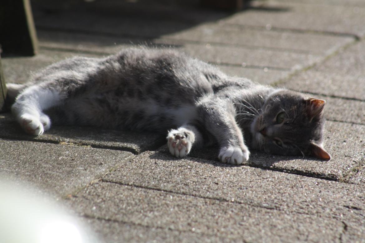 Huskat Lille Mis'mis billede 5