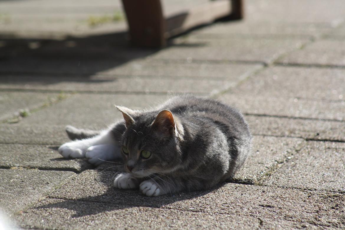 Huskat Lille Mis'mis billede 6