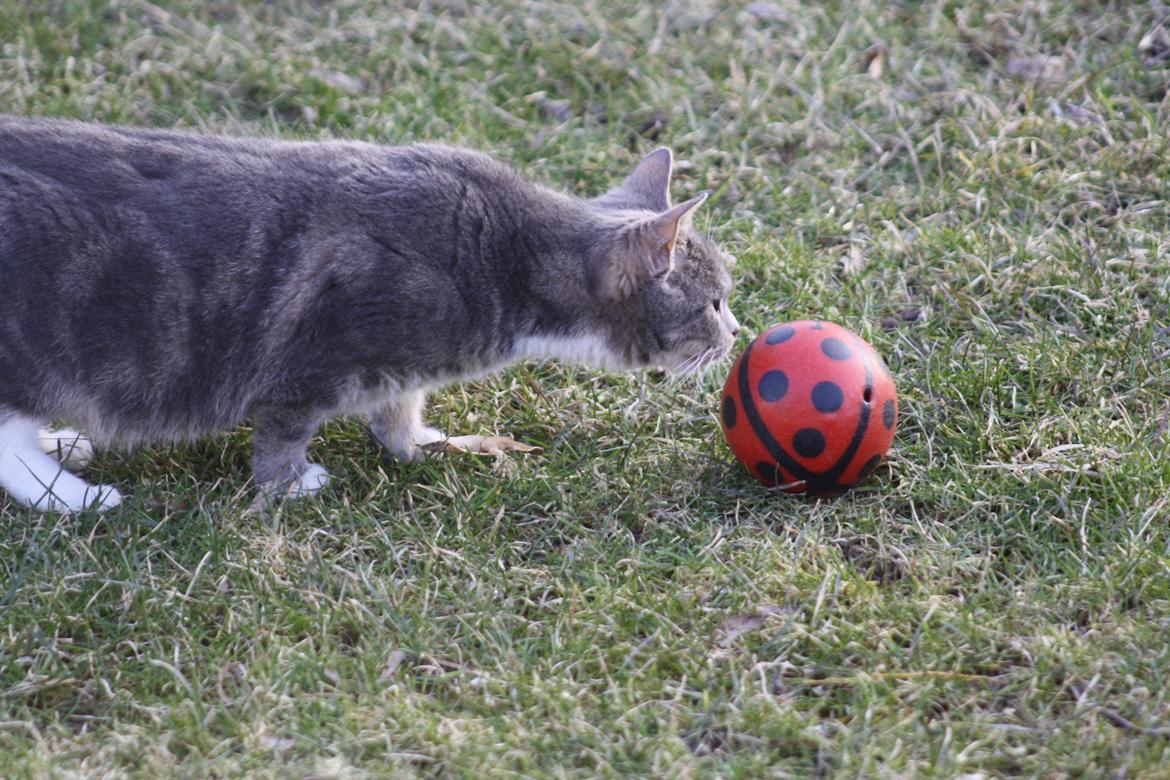 Huskat Lille Mis'mis billede 7