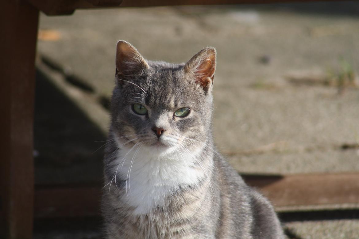Huskat Lille Mis'mis billede 1
