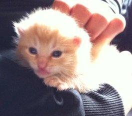 Huskat Elton billede 5