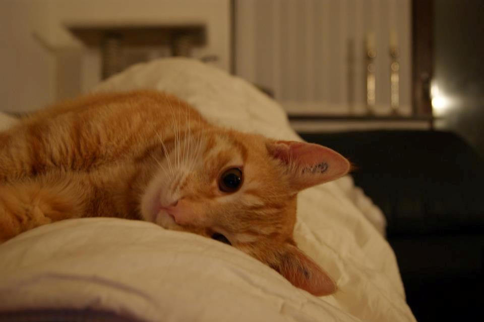 Huskat Elton billede 3