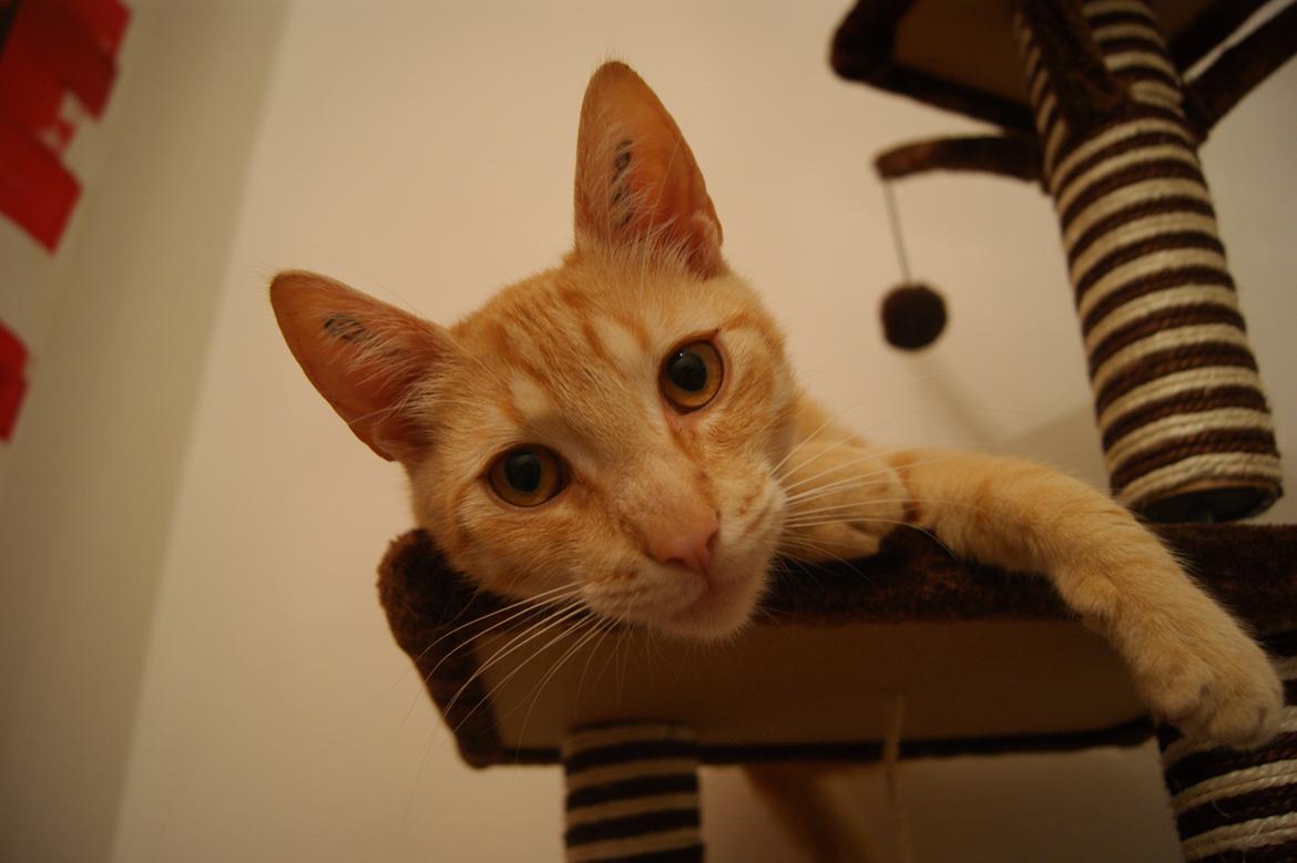 Huskat Elton billede 6