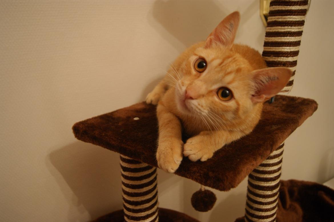 Huskat Elton billede 7