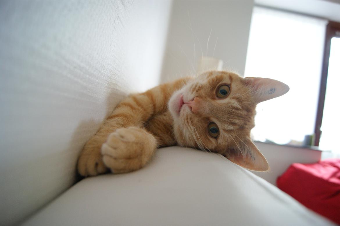 Huskat Elton billede 8