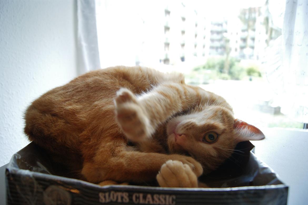 Huskat Elton billede 9