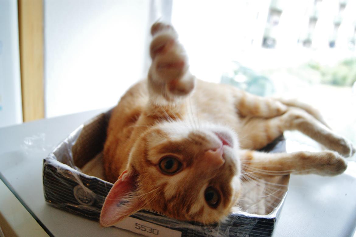 Huskat Elton billede 4