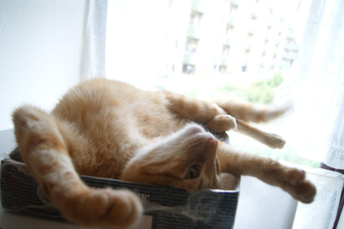 Huskat Elton billede 10