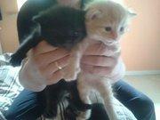 Huskat Elton billede 11