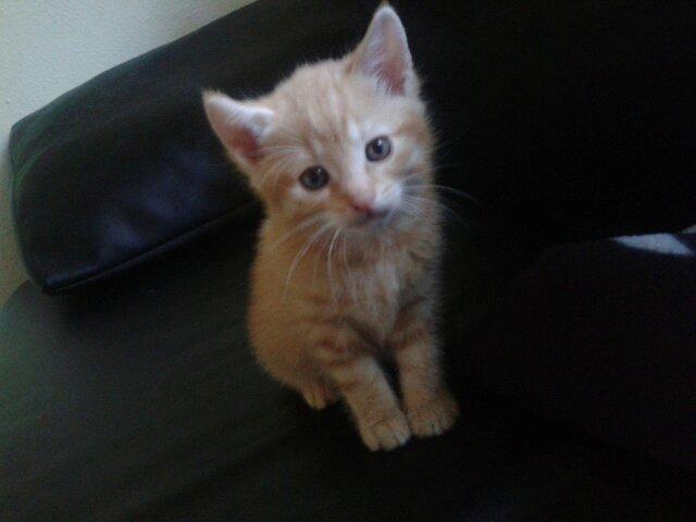 Huskat Elton billede 12