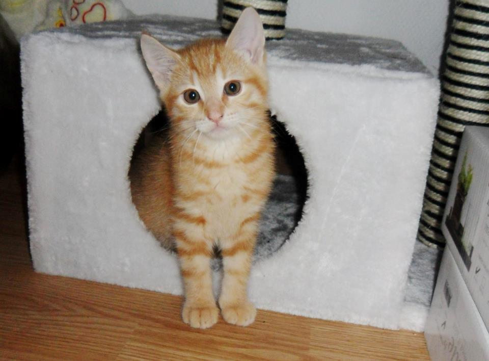 Huskat Elton billede 13