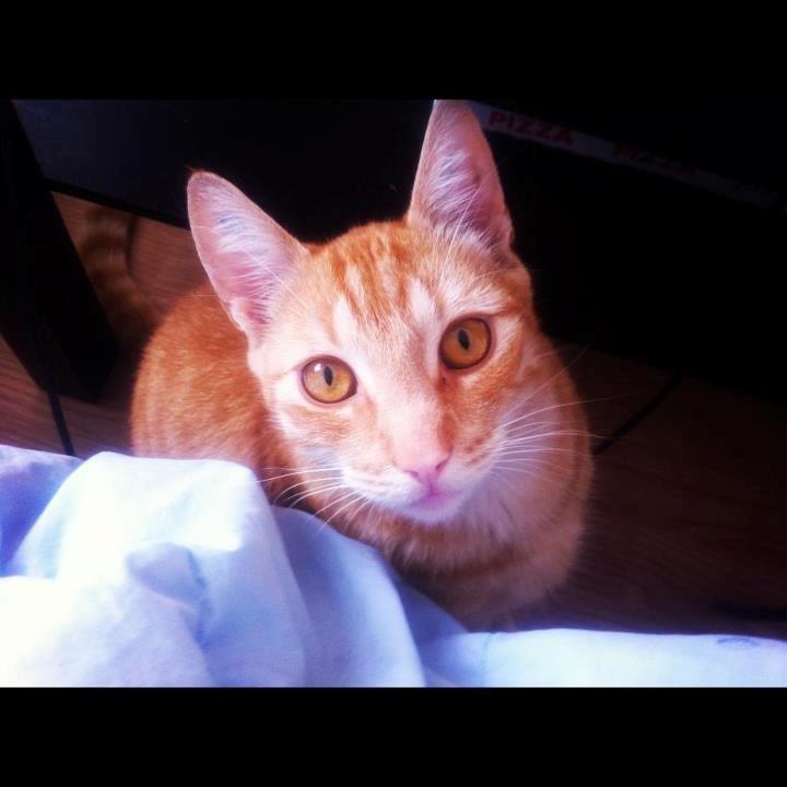 Huskat Elton billede 1