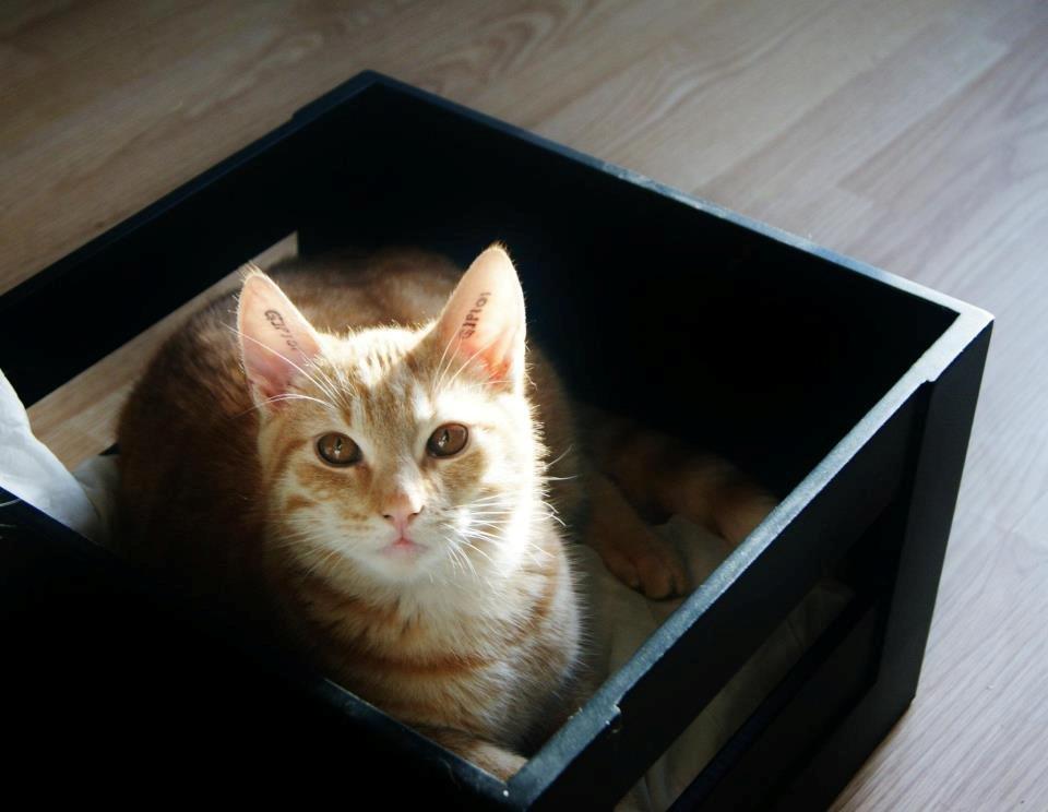 Huskat Elton billede 14