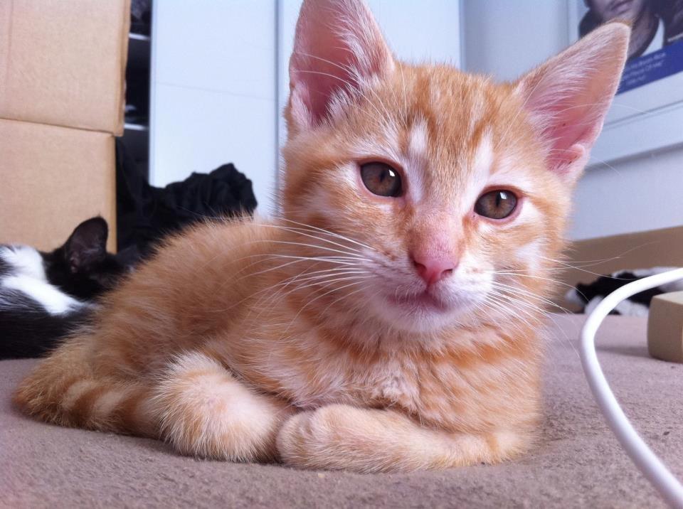 Huskat Elton billede 15