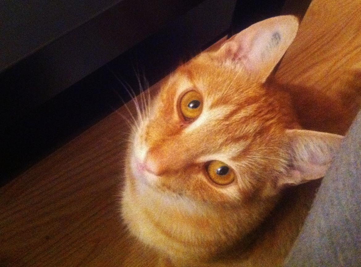 Huskat Elton billede 16