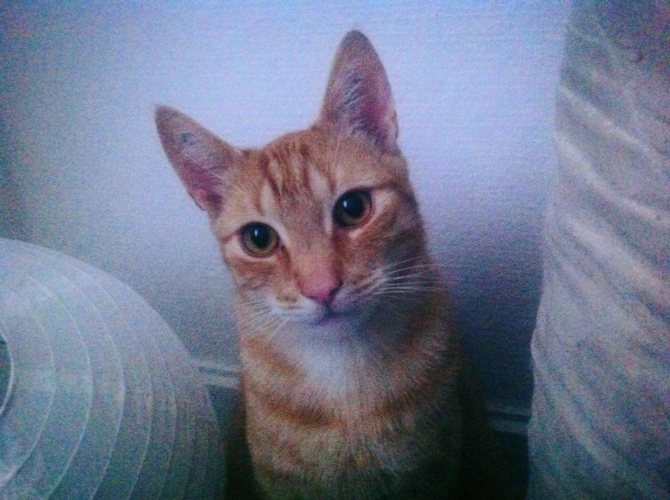 Huskat Elton billede 2