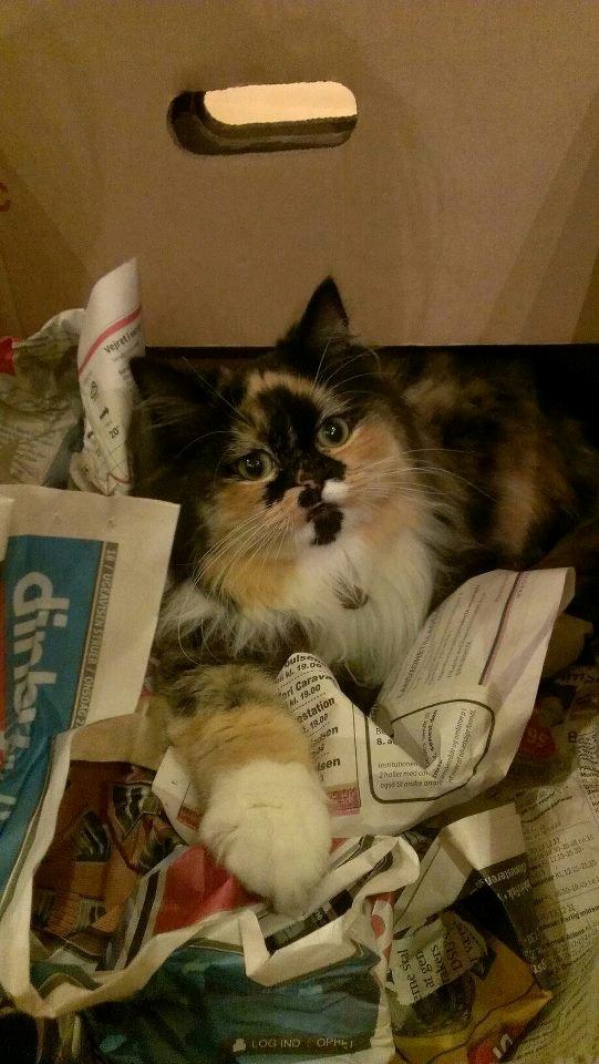 Blanding af racer Tessa - Min meget smukke Tessa billede 6