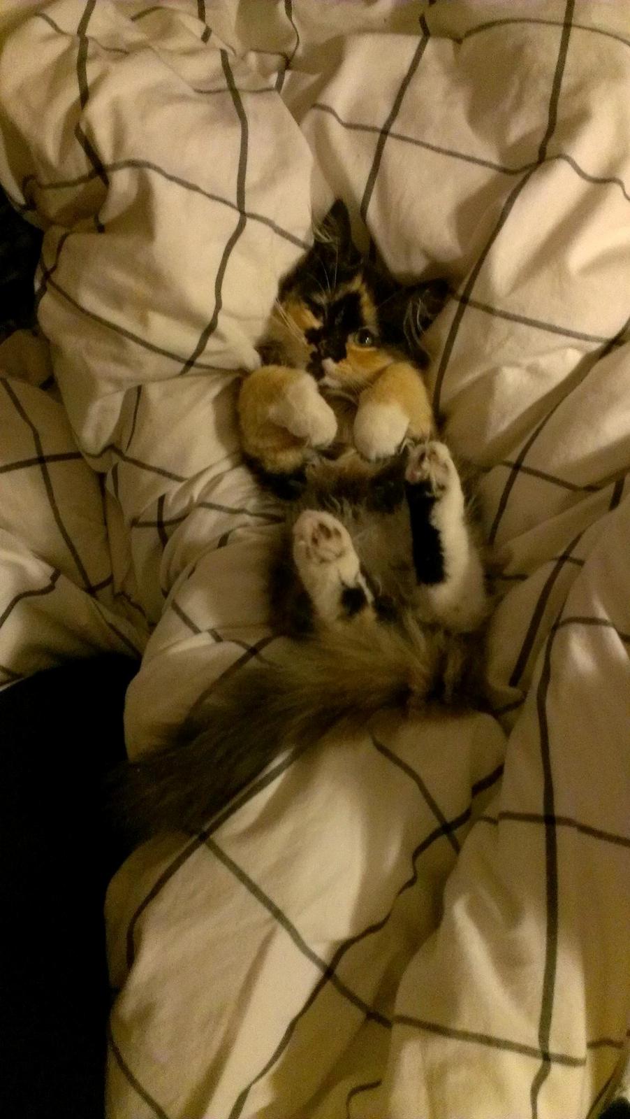 Blanding af racer Tessa billede 19