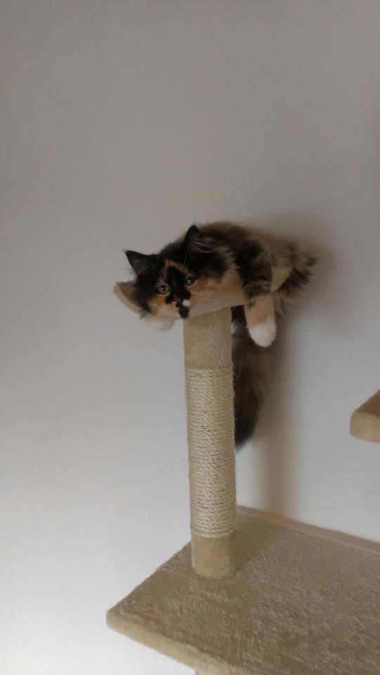 Blanding af racer Tessa billede 10