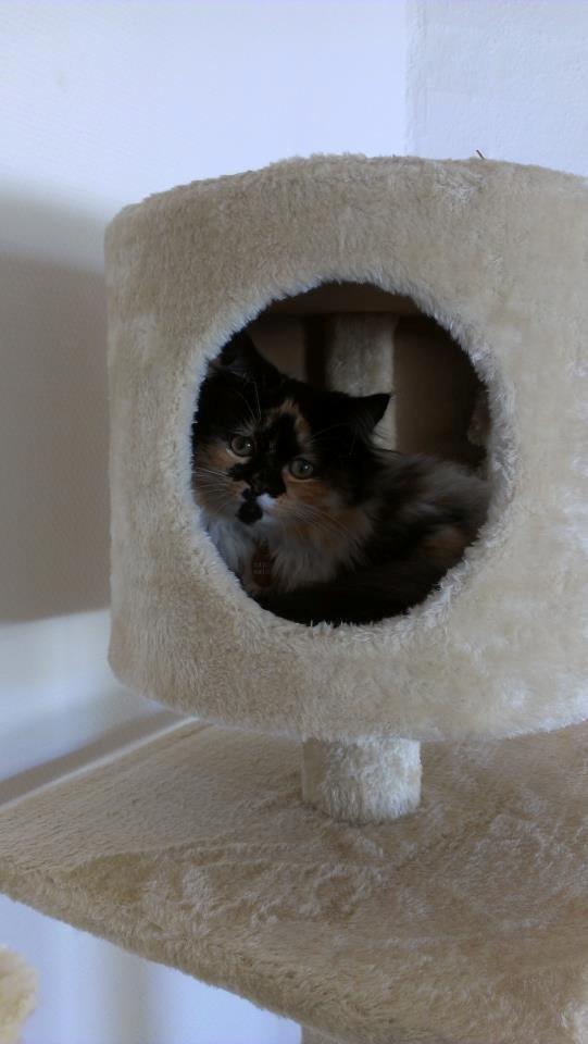 Blanding af racer Tessa billede 18