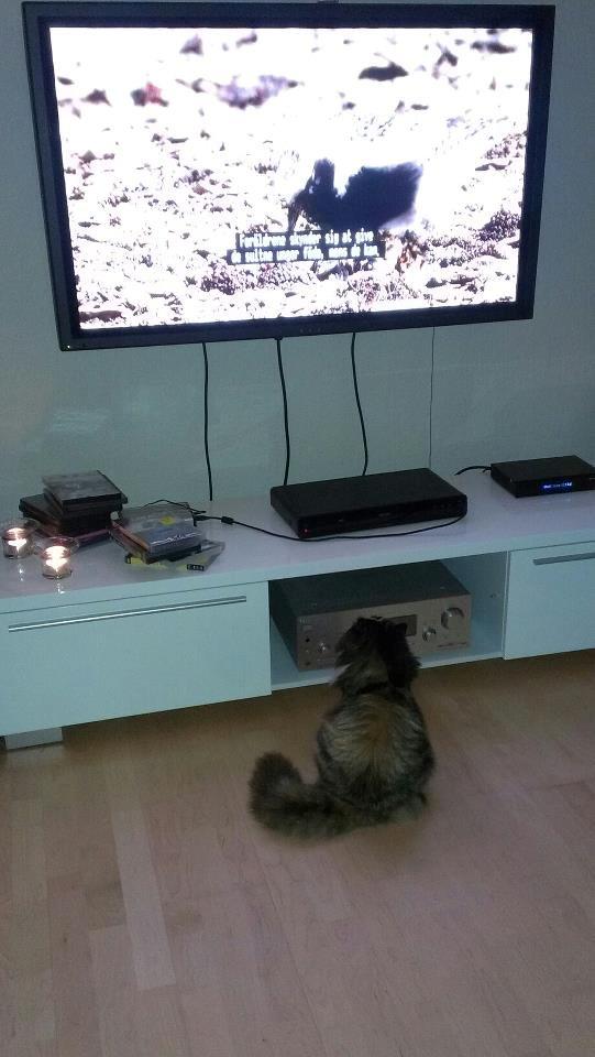 Blanding af racer Tessa - Vi ser spændende TV med fugle! (: billede 11