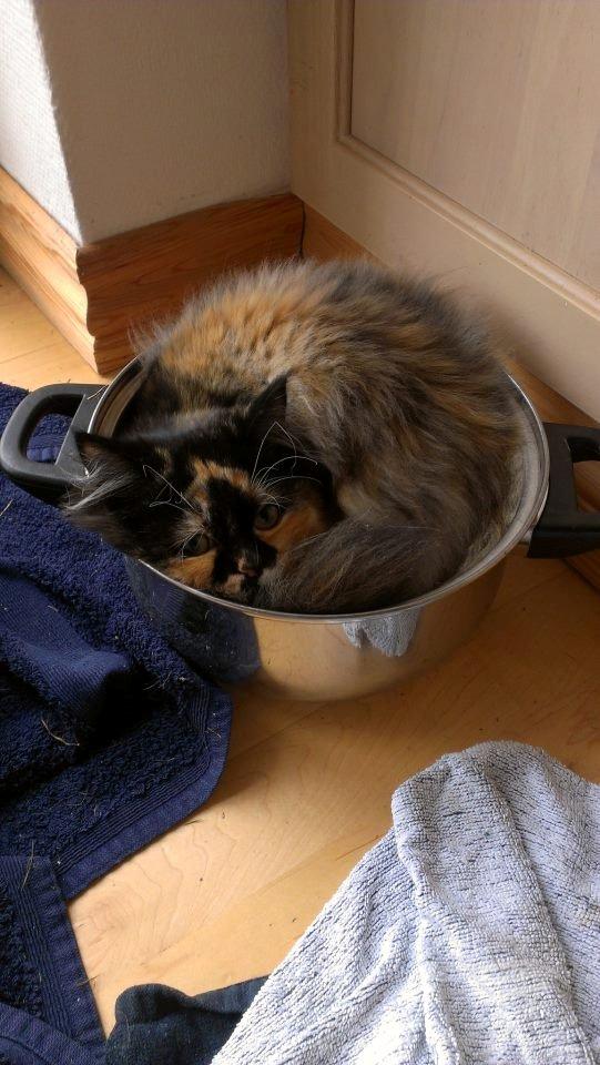 Blanding af racer Tessa - Wuhuuu, en gryde på gulvet. Den må da stå der, fordi jeg skal gemme mig i den! (: billede 12