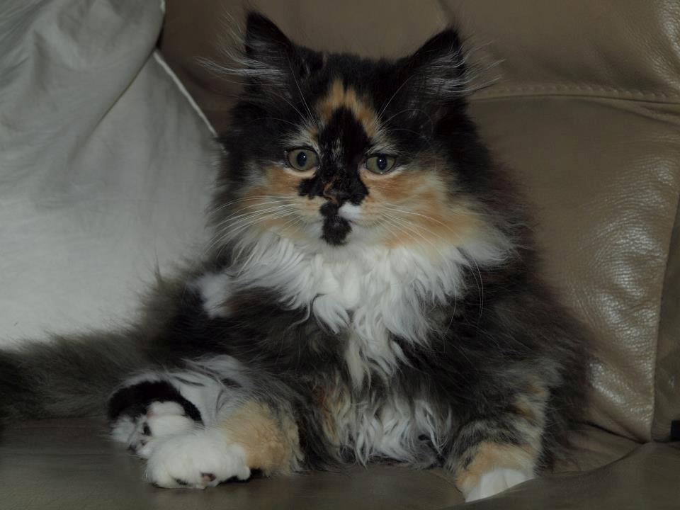 Blanding af racer Tessa - 10 uger gammel billede 23