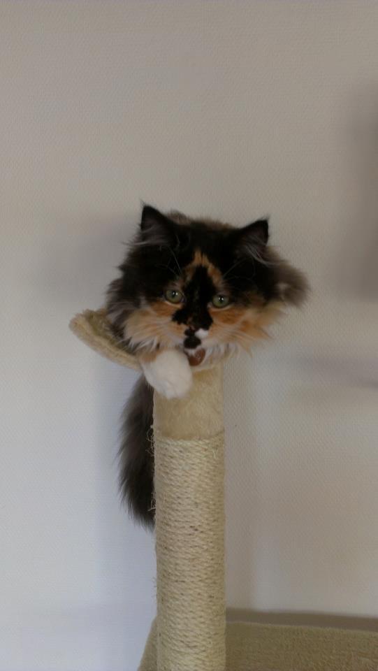 Blanding af racer Tessa billede 13