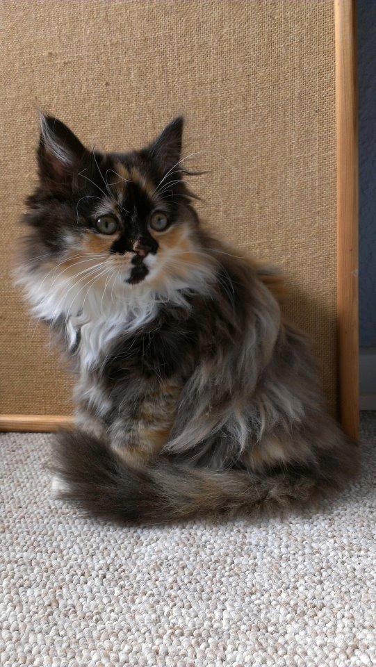 Blanding af racer Tessa - 12 uger gammel! (: billede 22