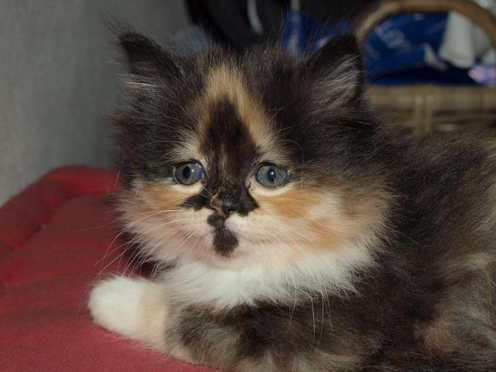 Blanding af racer Tessa - Ikke særlig gammel (: billede 24