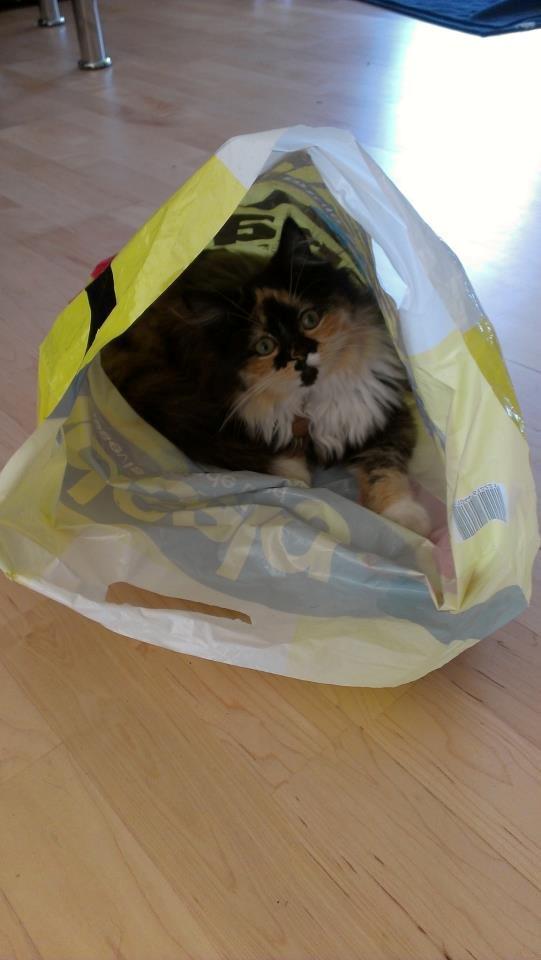 Blanding af racer Tessa - Har fået mig en plastikpose - sååååå fedt! (: billede 14