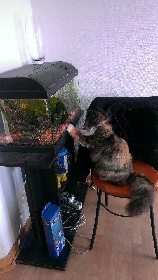 Blanding af racer Tessa - Akvarierne er nu også en super fin beskæftigelse! billede 15