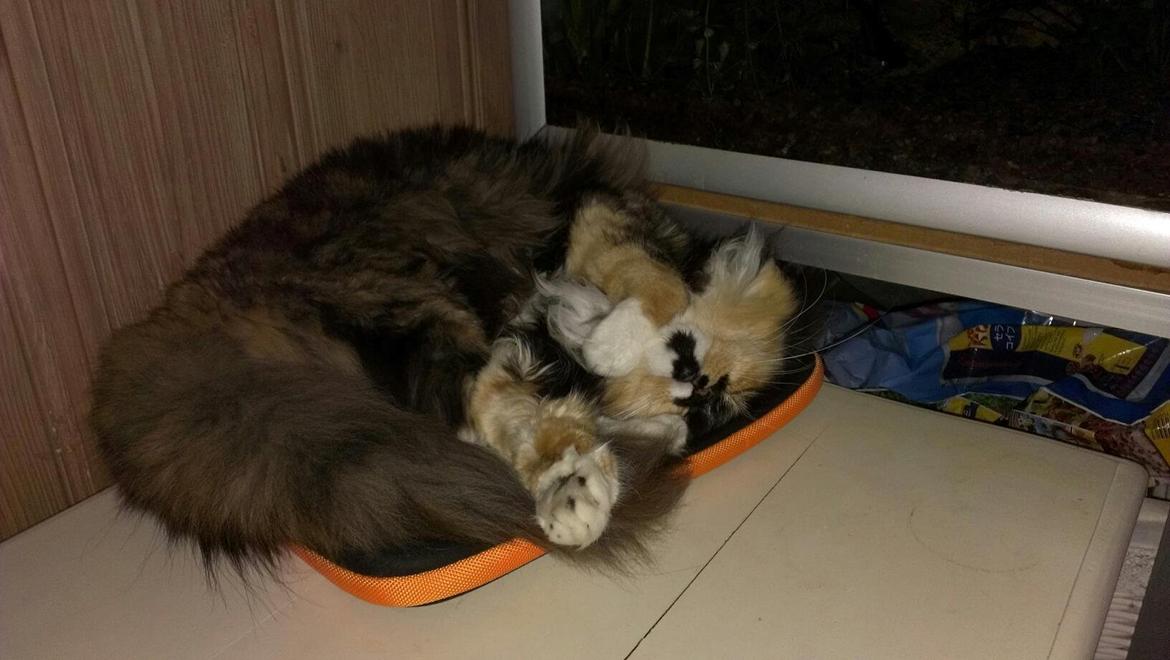 Blanding af racer Tessa billede 16