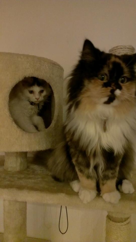 Blanding af racer Tessa - SE MIG SE MIG , og IKKE ham den nye dumme kat! (: billede 21