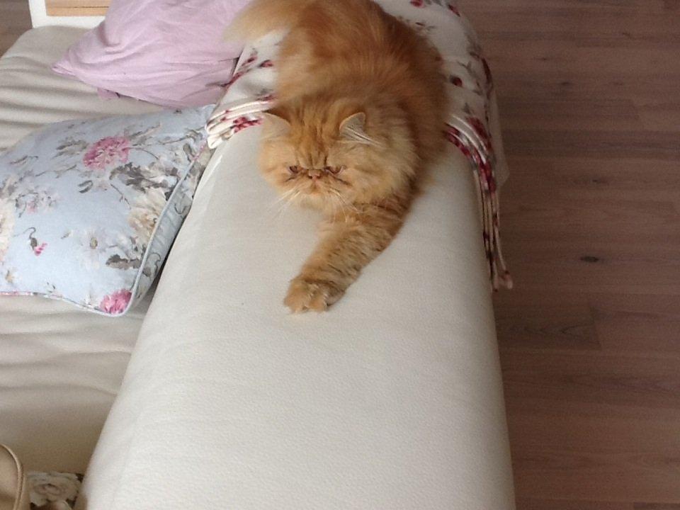 Perser Gucci misty Brown's  billede 3