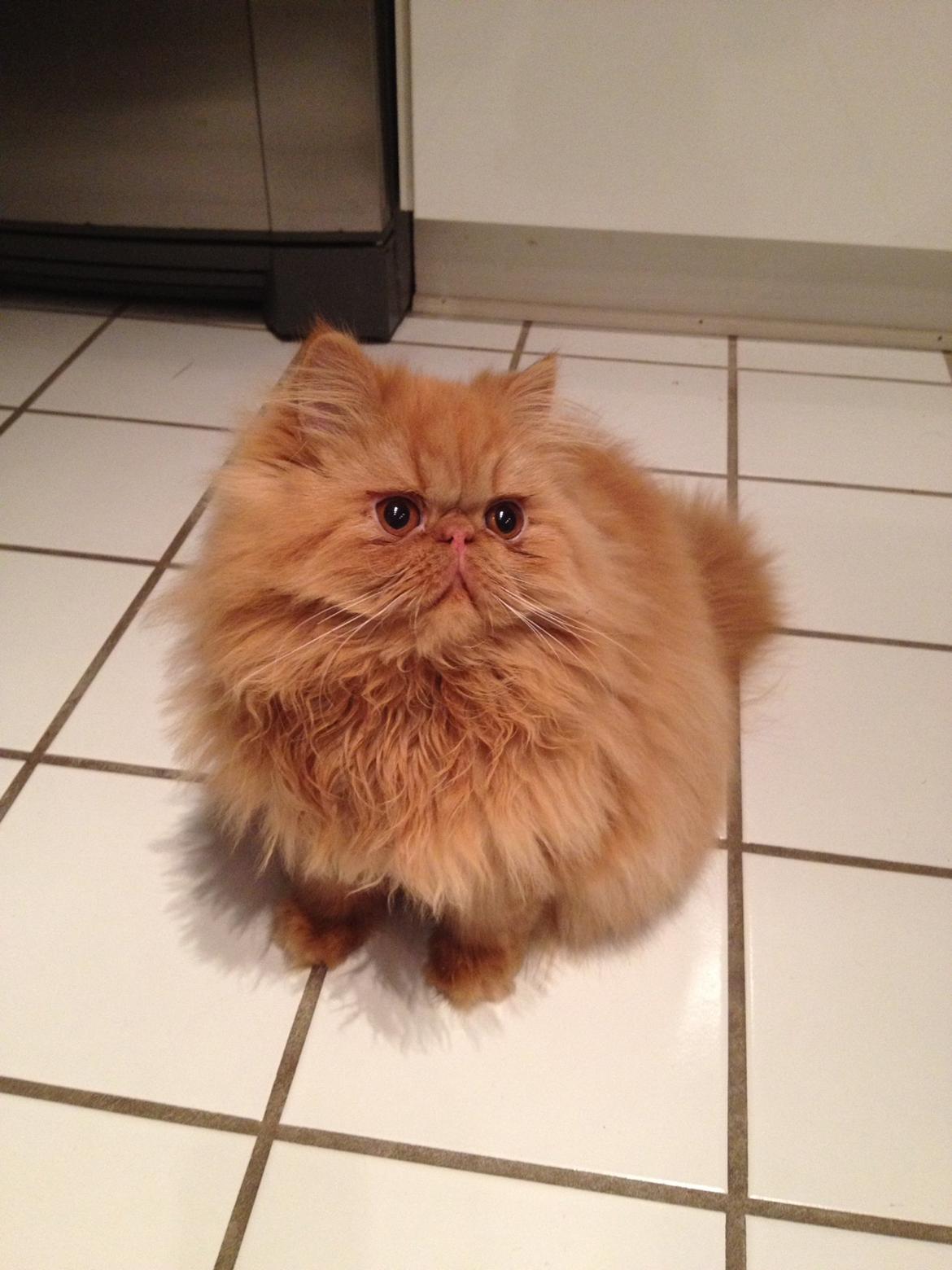 Perser Gucci misty Brown's  billede 4