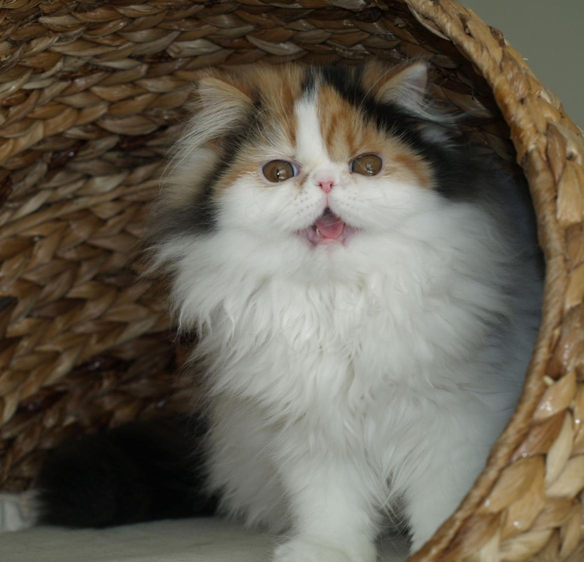 Perser Daisy dk namyslo's lilli Mai  billede 6