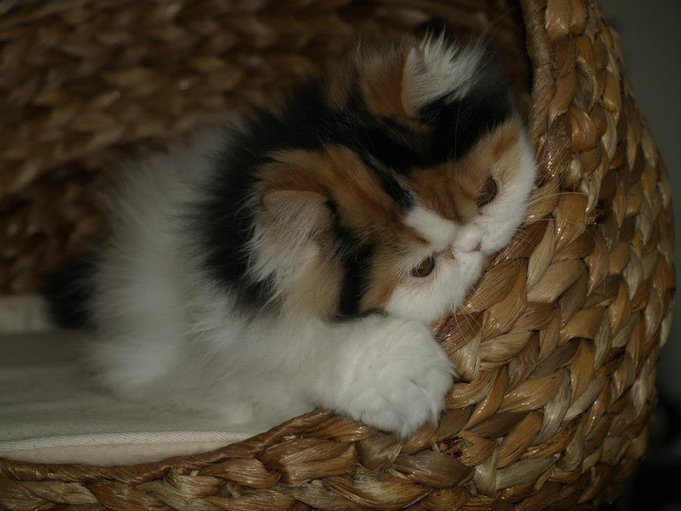 Perser Daisy dk namyslo's lilli Mai  billede 7