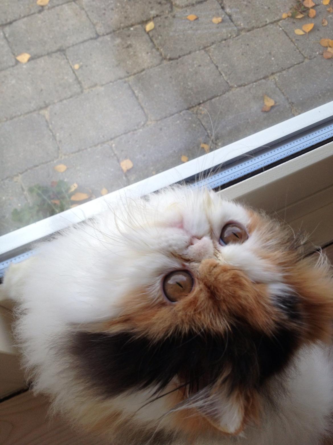 Perser Daisy dk namyslo's lilli Mai  billede 9