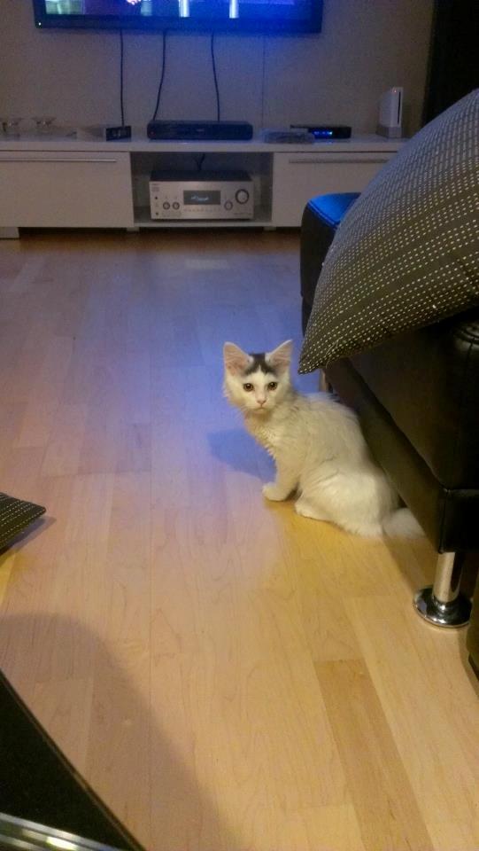 Blanding af racer Elvis - Meget tynd kat med masser af øjenbetændelse! Første dag vi havde ham. billede 15