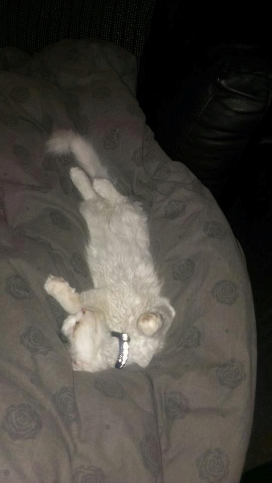 Blanding af racer Elvis billede 9