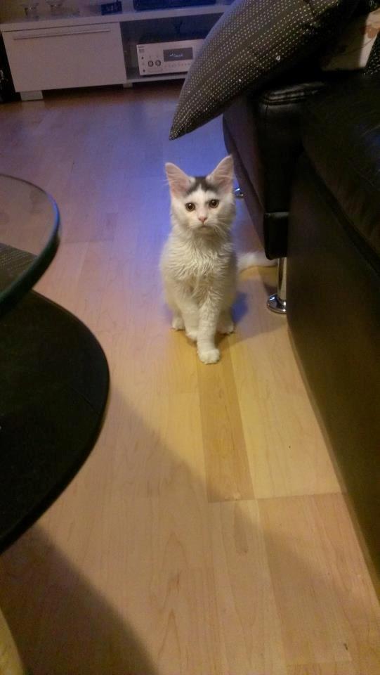 Blanding af racer Elvis billede 14